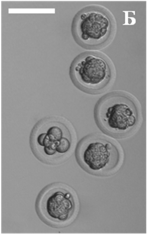 Культивирование in vitro эмбрионов джунгарского хомячка взятых из криобанка перед их трансплантацией.
Б – те же самые эмбрионы после культивирования в среде R1ECM непосредственно перед трансплантацией гибридной самке-реципиенту.
Масштабная полоска = 100 микрон.

