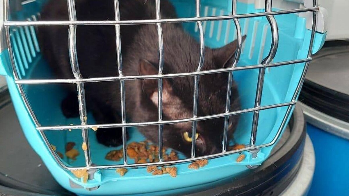    Фото: t.me/tg_fesco