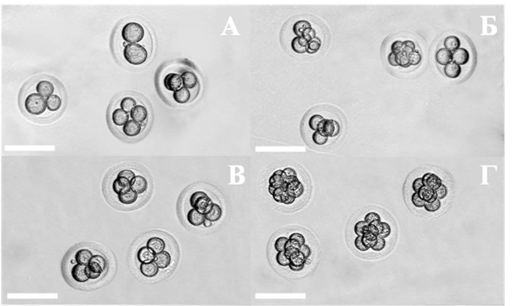 Результаты культивирования в течение 24 часов интактных эмбрионов джунгарского хомячка и эмбрионов этого же вида после замораживания, криохранения и оттаивания при использовании R1ECM в качестве питательной среды.
А – интактные эмбрионы до культивирования;
Б – те же эмбрионы после 24 часов культивирования;
В – эмбрионы после оттаивания;
Г – те же эмбрионы после 24 часов культивирования.
Масштабная полоска = 100 микрон.

