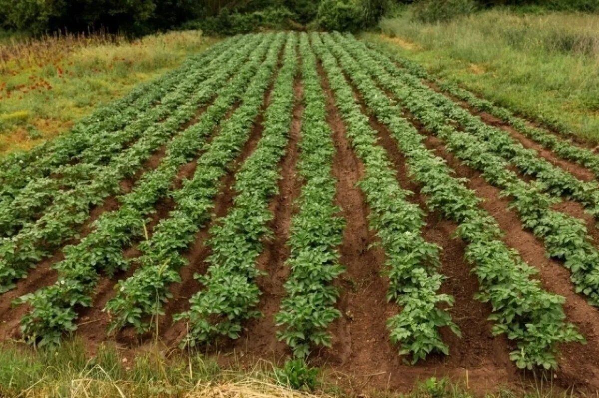    Россельхознадзор назвал фейком запрет выращивать картофель из своих клубней