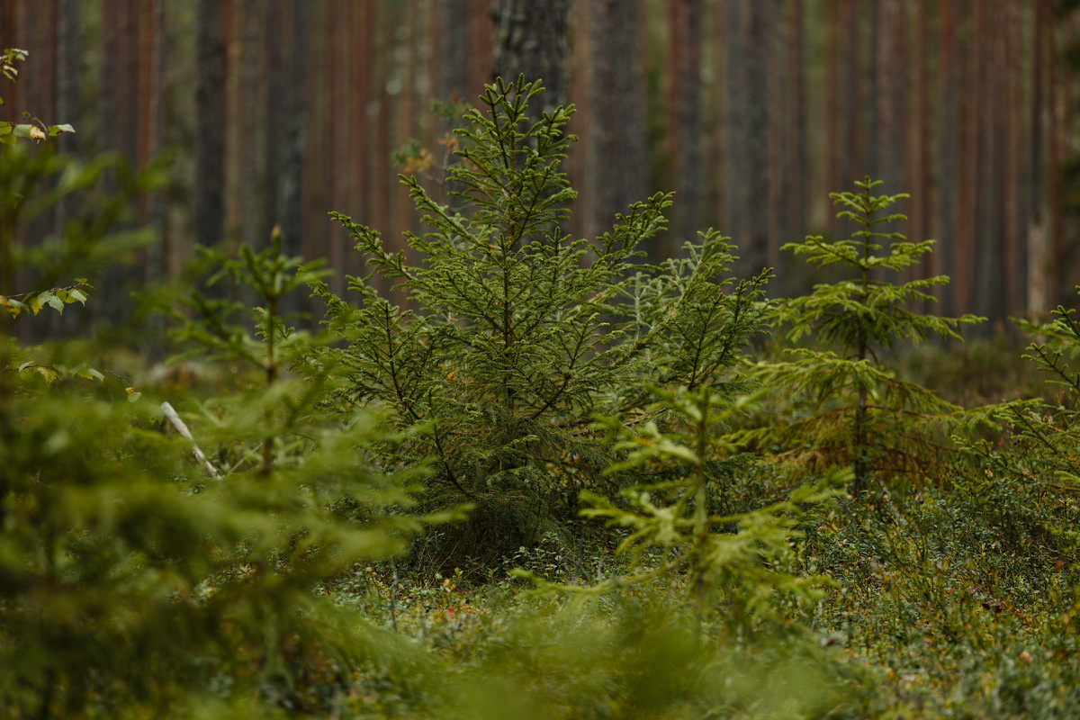 Карельский лес — это великолепно! Хвойные здесь растут рядом с лиственными деревьями. Автор снимка: lauripoldre, www.pexels.com. 