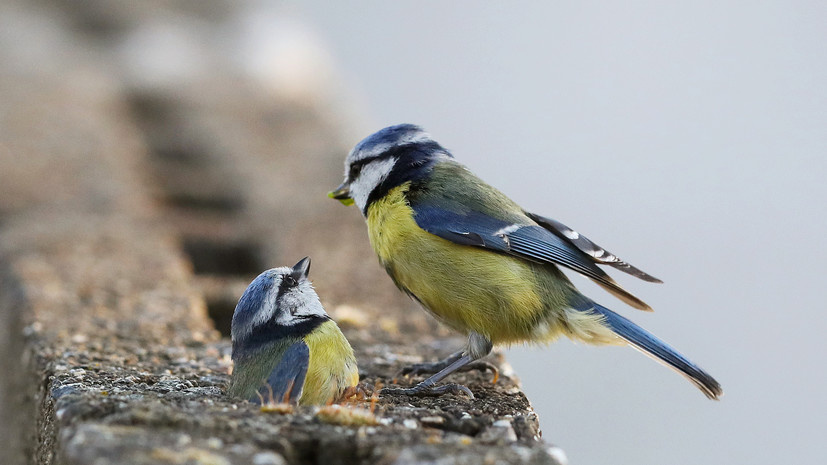   Gettyimages.ru Brian Lawless / PA Images