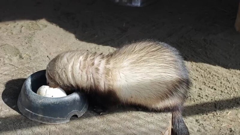     Хорек продемонстрировал свой невероятный аппетит Барнаульский зоопарк
