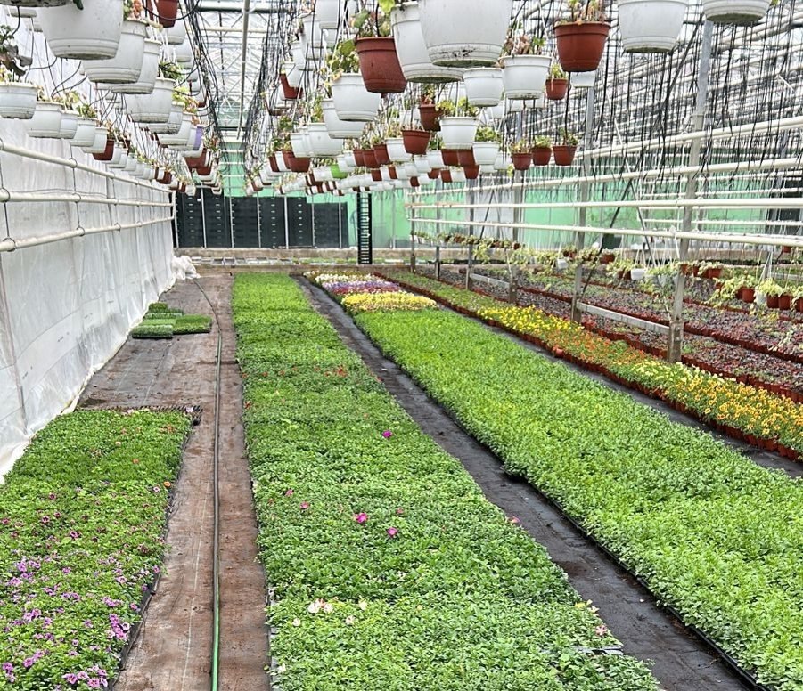    32 тысячи виол высадят в Петрозаводске. Фото: Инна Колыхматова.