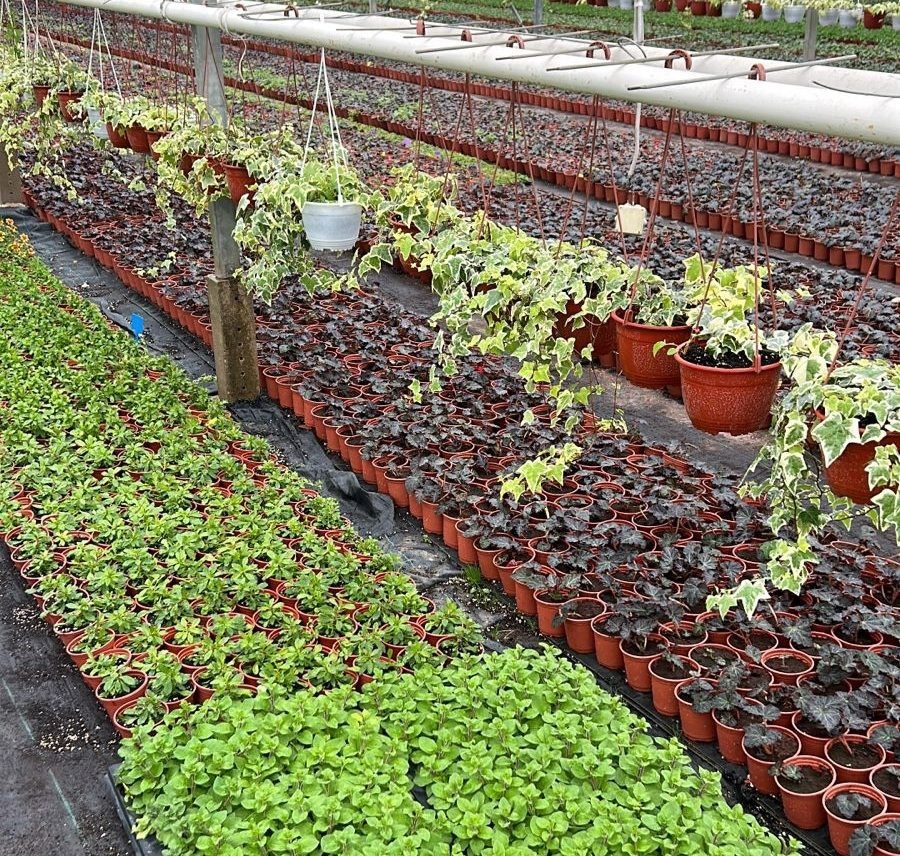    32 тысячи виол высадят в Петрозаводске. Фото: Инна Колыхматова