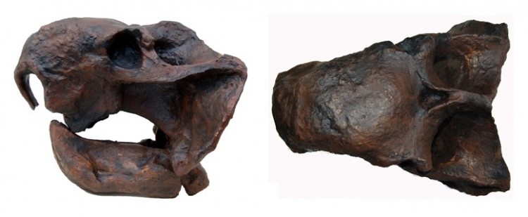 Череп синоканнемейерии с нижней челюстью (слева) и вид сверху (справа).