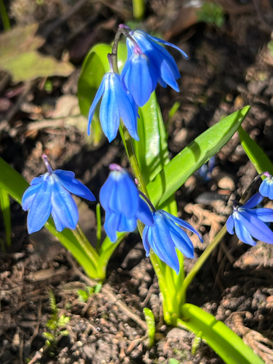 Весенние пролески распустились на солнце. Для настроения!!!