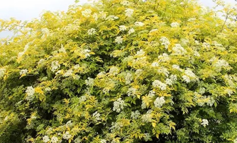 Aurea прекрасна весь период вегетации. Конечно, лучше всего любоваться кремовыми соцветиями с июня по июль. Но и до и после куст удивительно красив: сначала листва обретает лимонный оттенок, а позже становится золотистой, с легкими светло-зелеными штрихами.