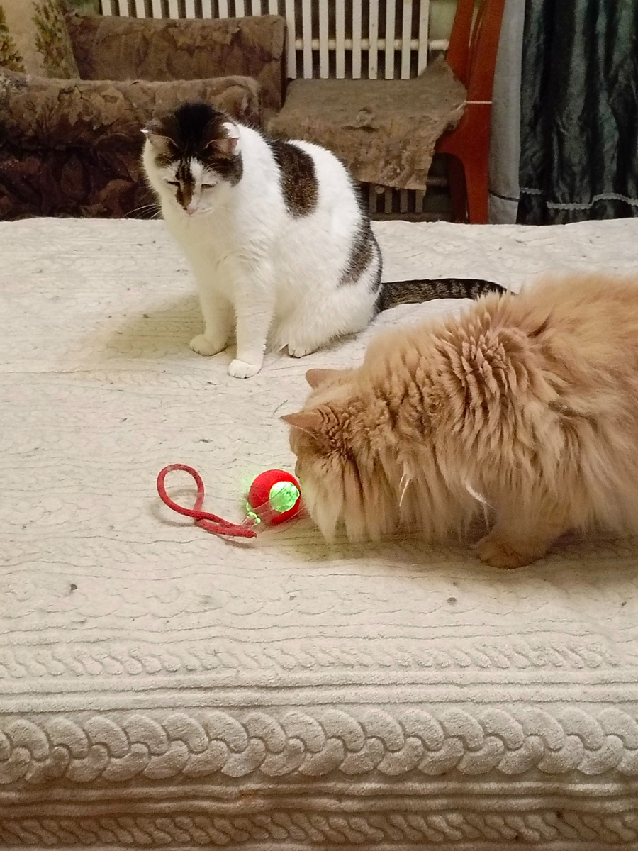 Степка и лохматый Кисуня