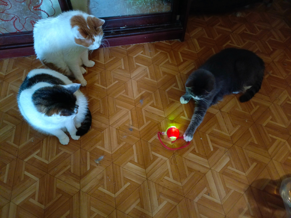 Котя, Васька и Степка