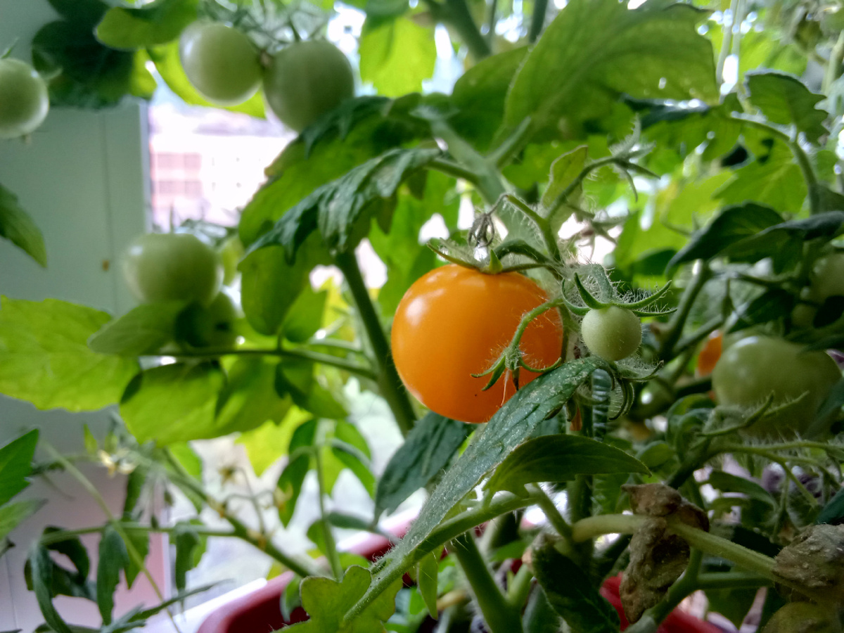 Как выращивать томаты в квартире