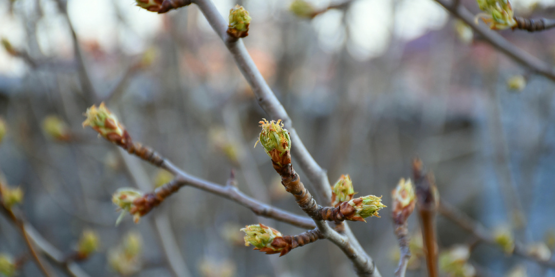 "Зазеленели почки": обязательная обработка деревьев в это время (уменьшаем численность вредителей и защищаем сад от болезней)