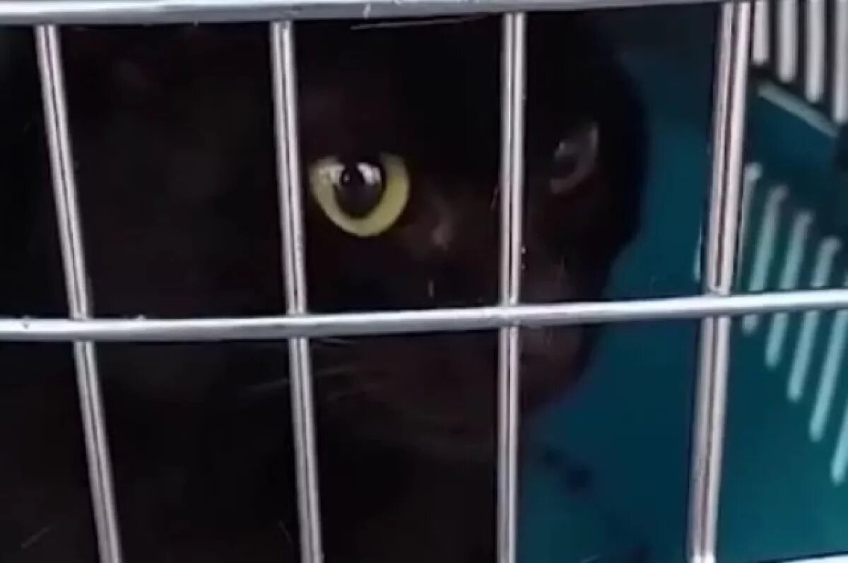    Кот, прибывший из Стамбула, четвертую неделю живет в порту Новороссийска