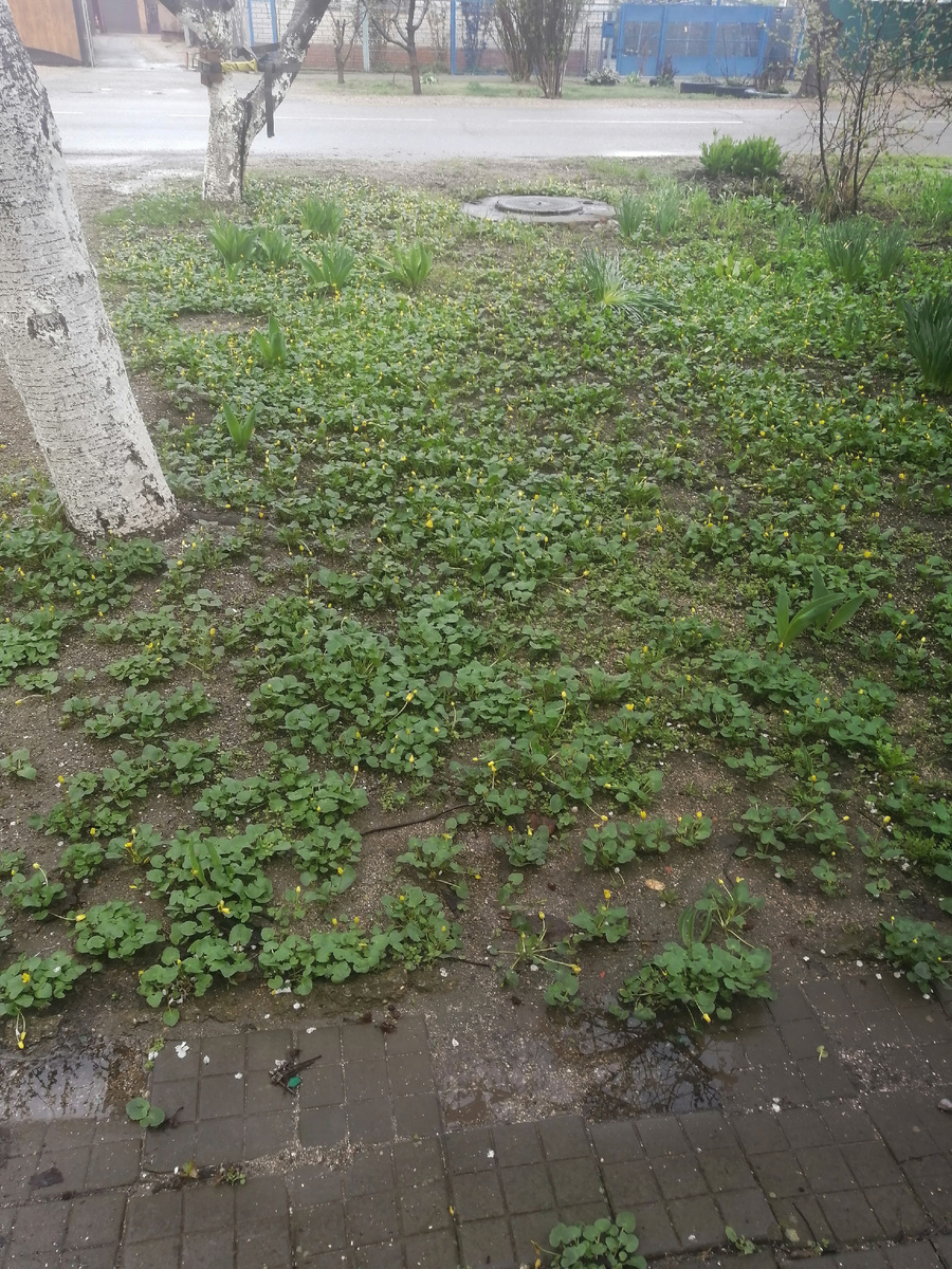 Сорняки вымахали.