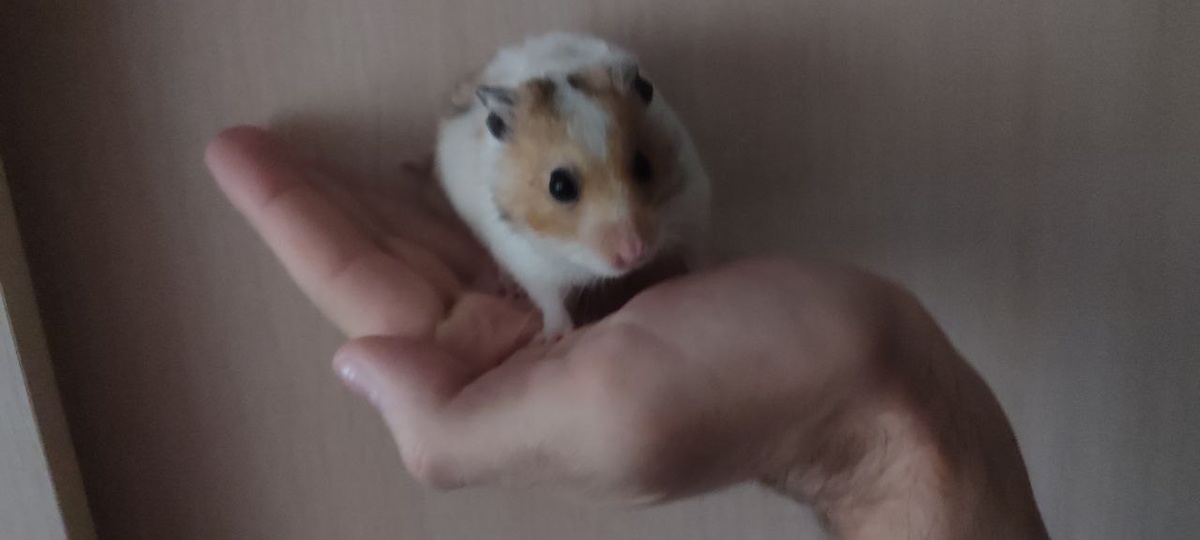 Это Ве̾личка.