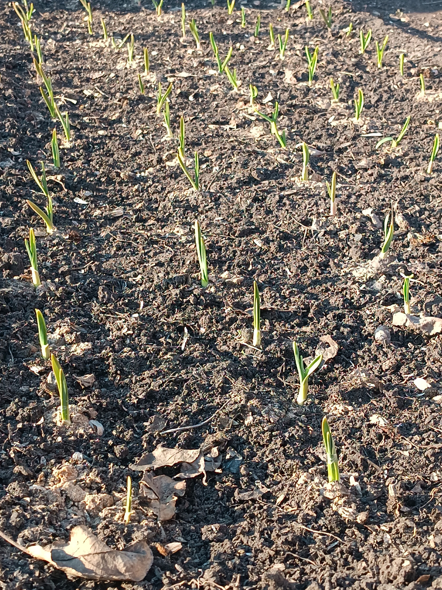 Чеснок стройными рядами. 