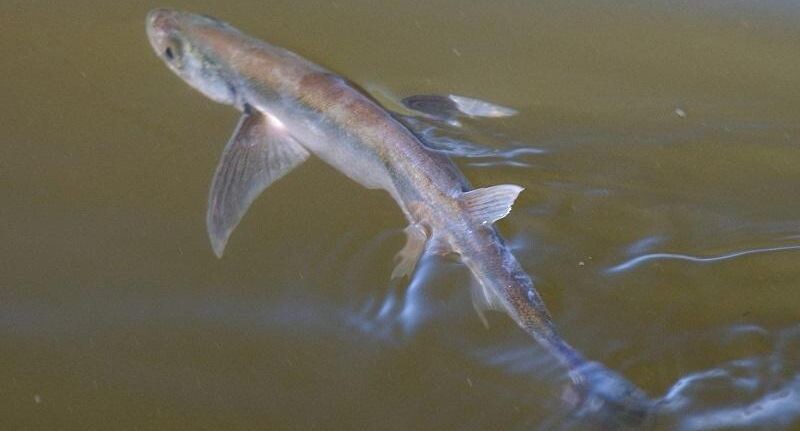    Фото А. Русанова, ПФ "Верховье"