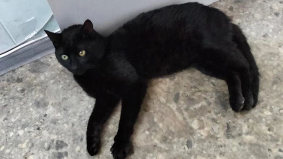    Фото: vk.com/tgfesco