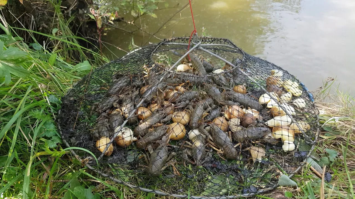 Раколовки