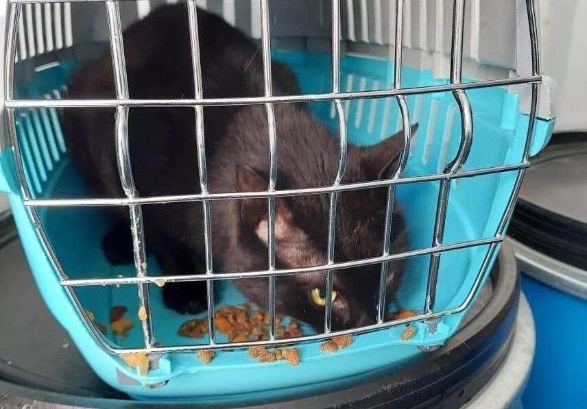     / Источник: © t. me/tg_fesco