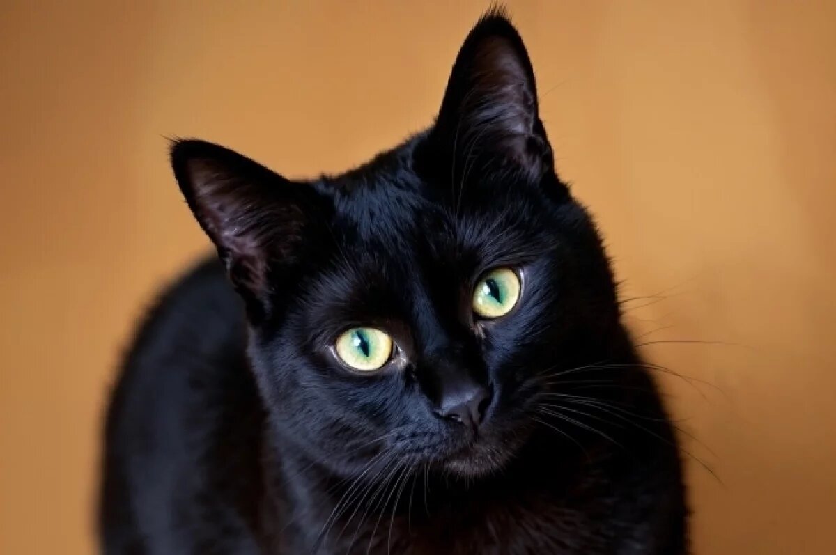    Кот, тайно прибывший из Турции в РФ на корабле, почти месяц живет в порту