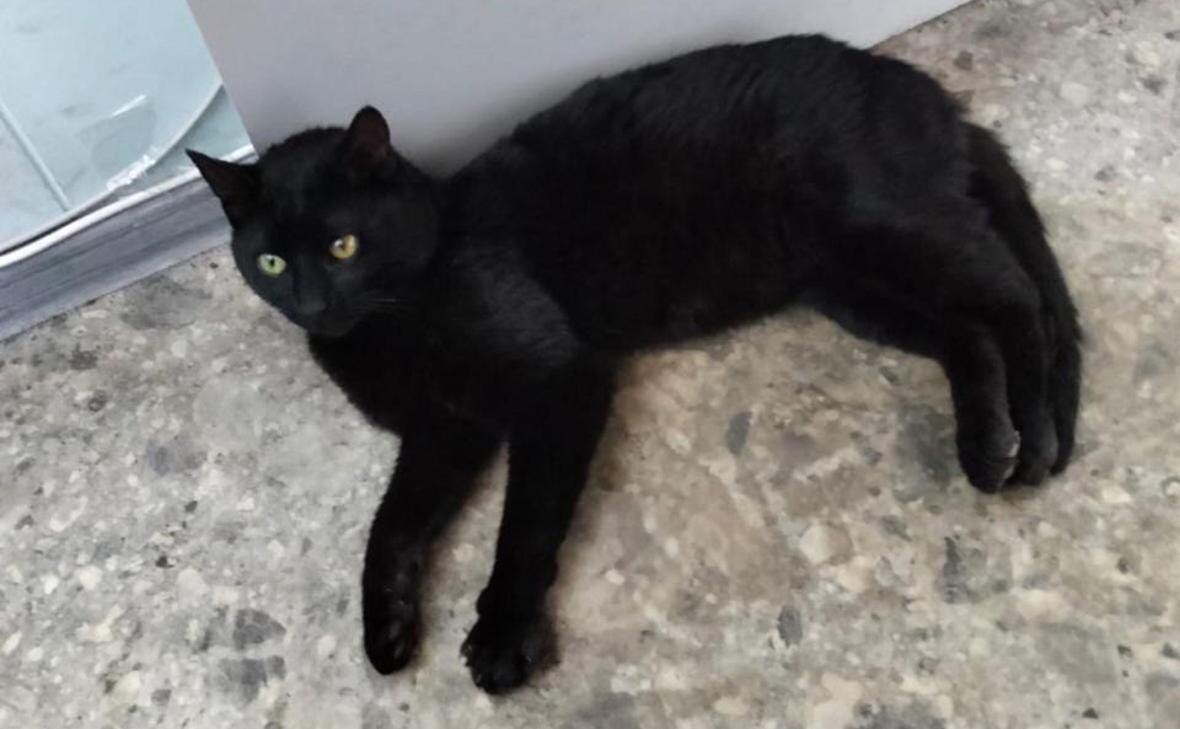    Бурак Фото: tgfesco / VK Георгий