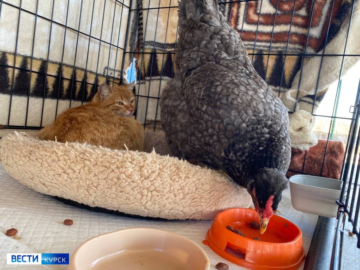    Выжили и подружились: как кошка и курица из курского приграничья стали неразлучны