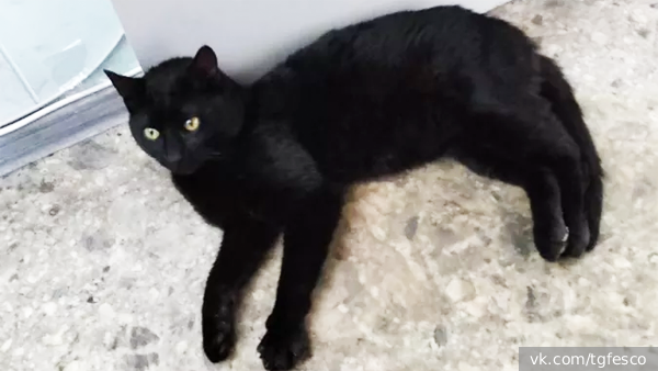     Фото: vk.com/tgfesco   
 Текст: Елизавета Шишкова