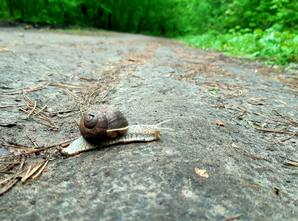 Улитка медленно ползет по дороге