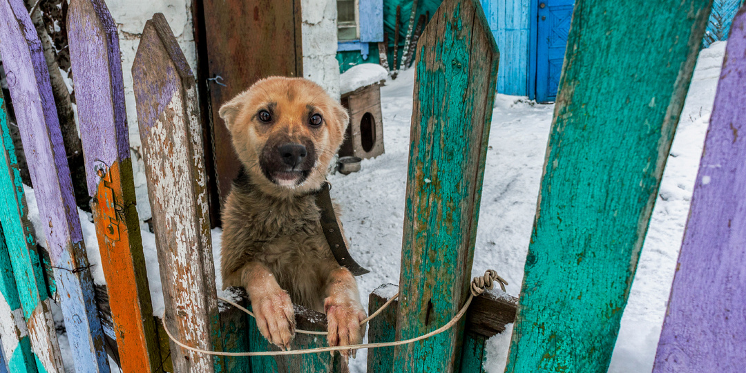ВеСтИ_на_ГрАнИ: В России объявили войну кошачьим и собачьим могилкам!