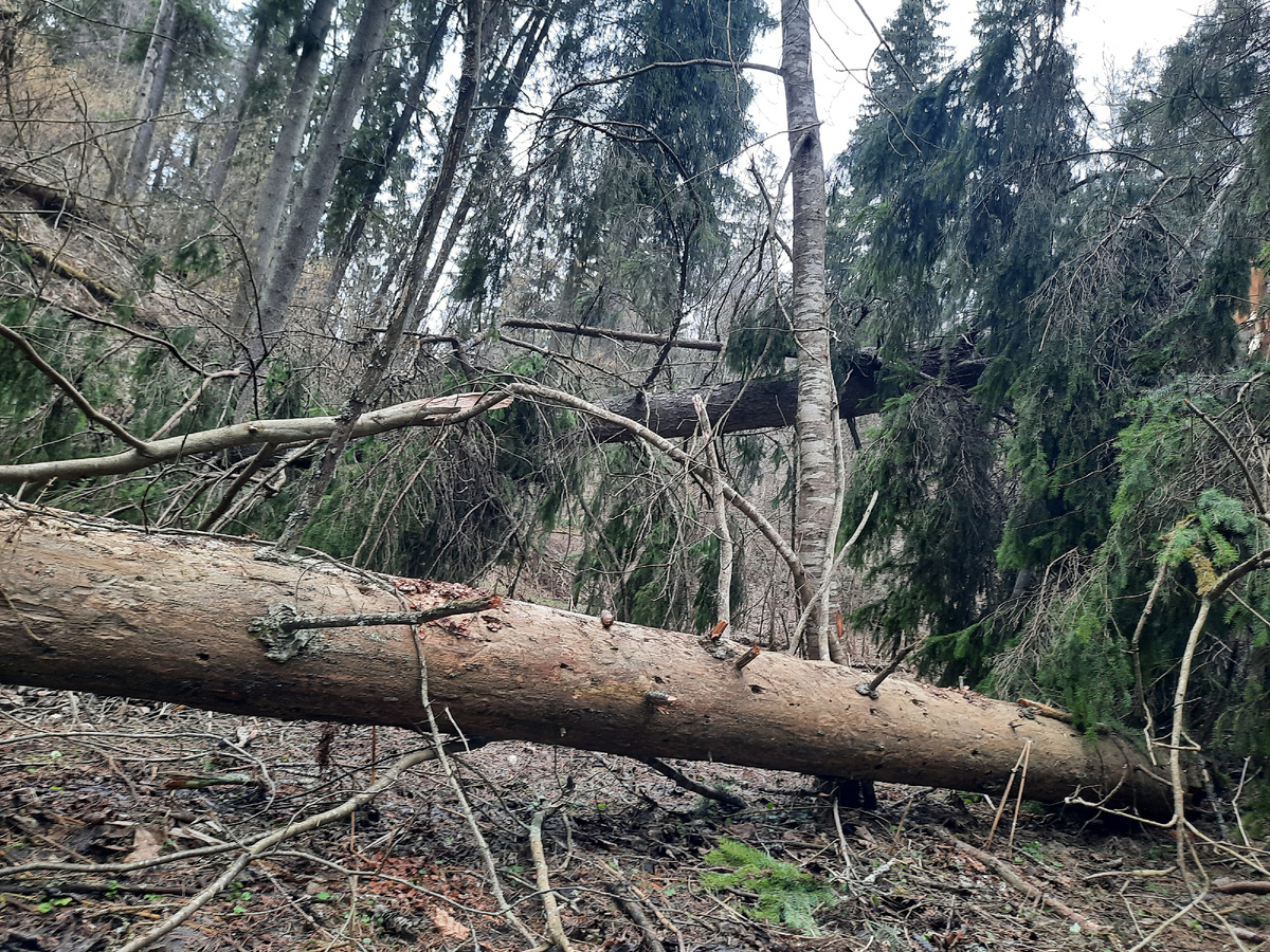 Варавинский овраг. Фото автора.