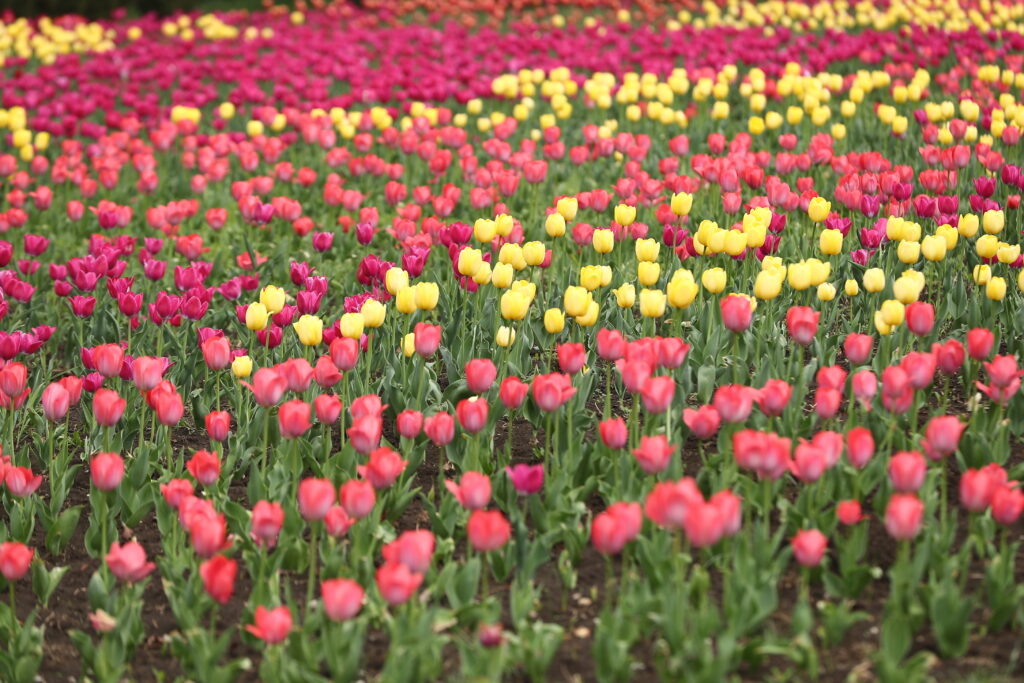    Фото: Станислав Телеховец