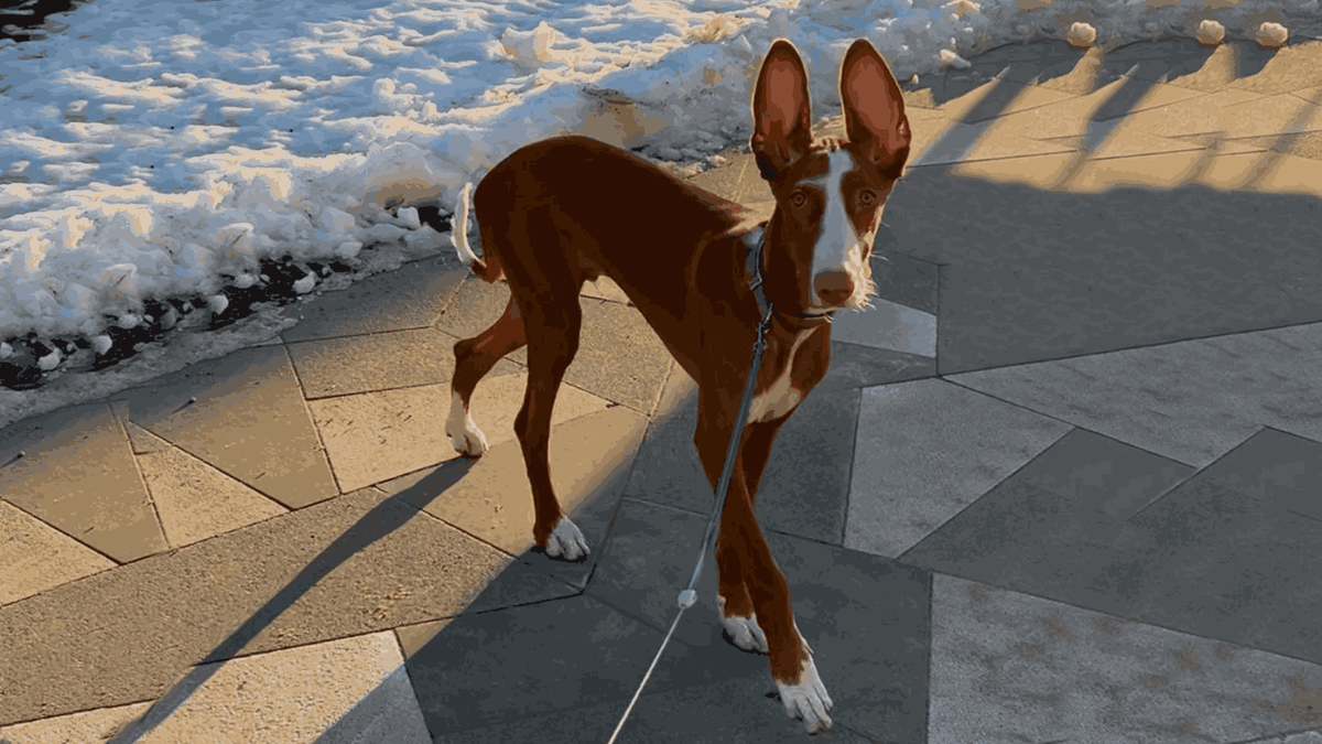    Фото из архива хозяев