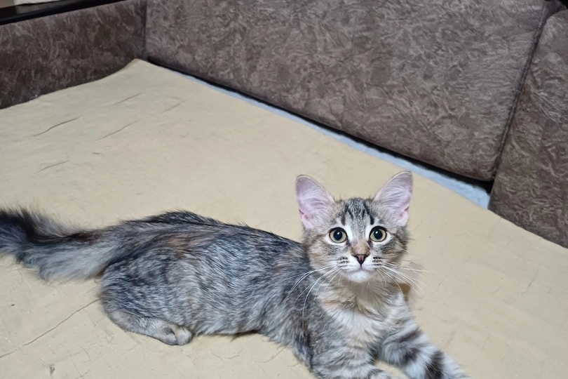 Котенок с дырой от удара