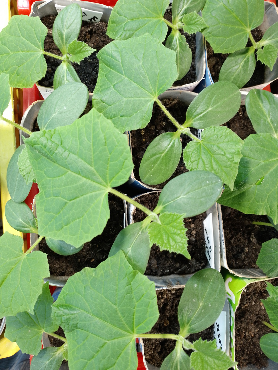 Рассада огурцов. Фото автора