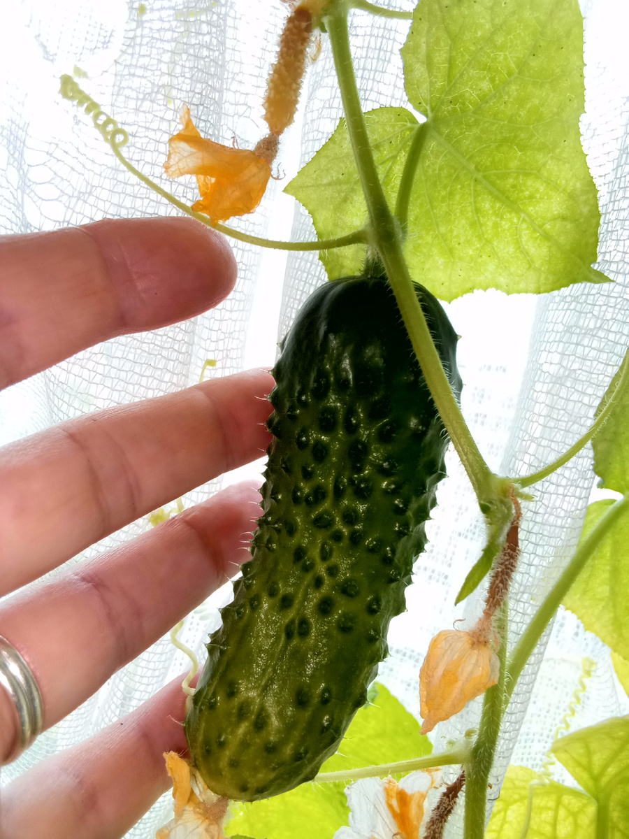 Комнатные огурцы