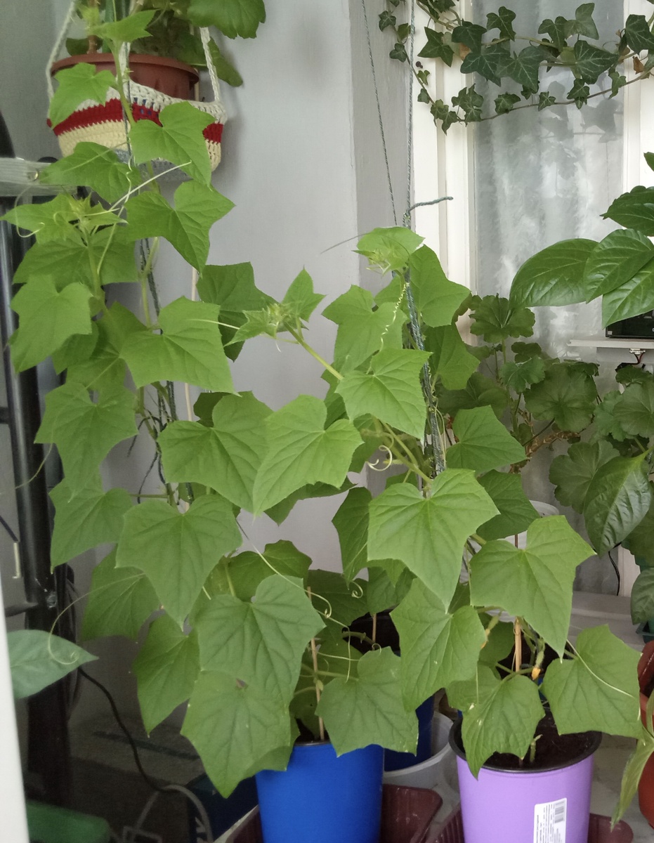 Выращиваем комнатные огурцы