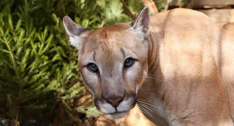    Московский зоопарк / Telegram