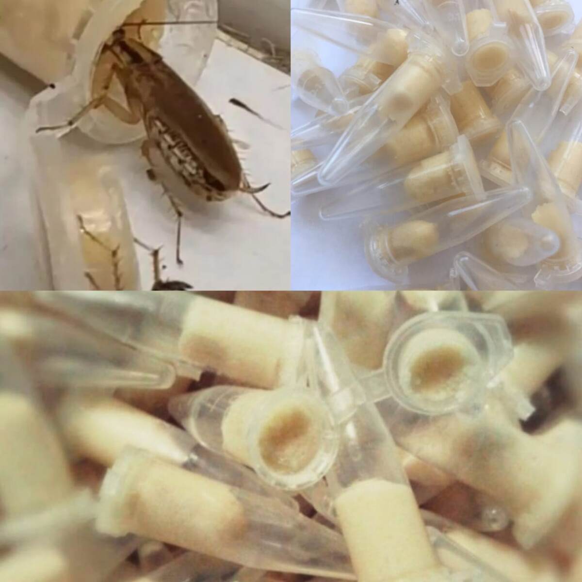 Капсулы Фелис