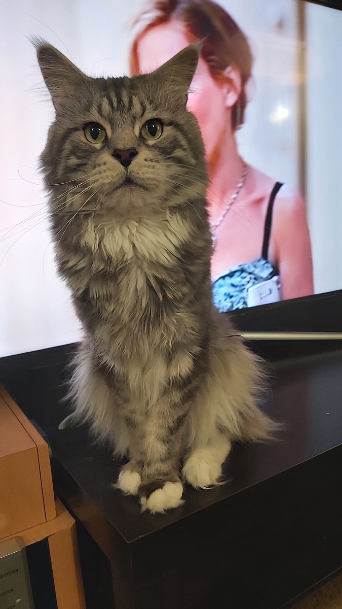 Кот и "Сэкс в большом городе" на заднем плане