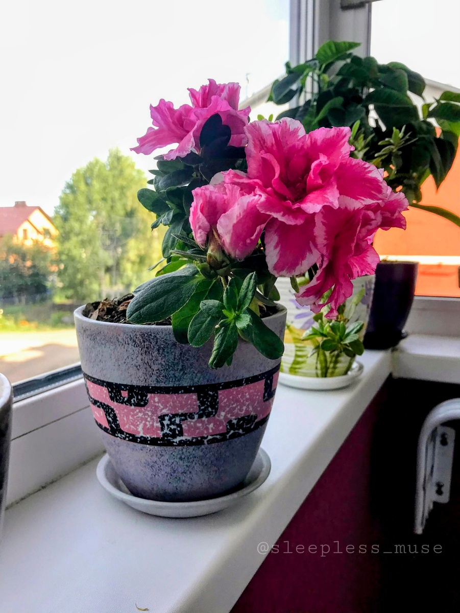 Взрослая азалия. Цветы крупнее растения