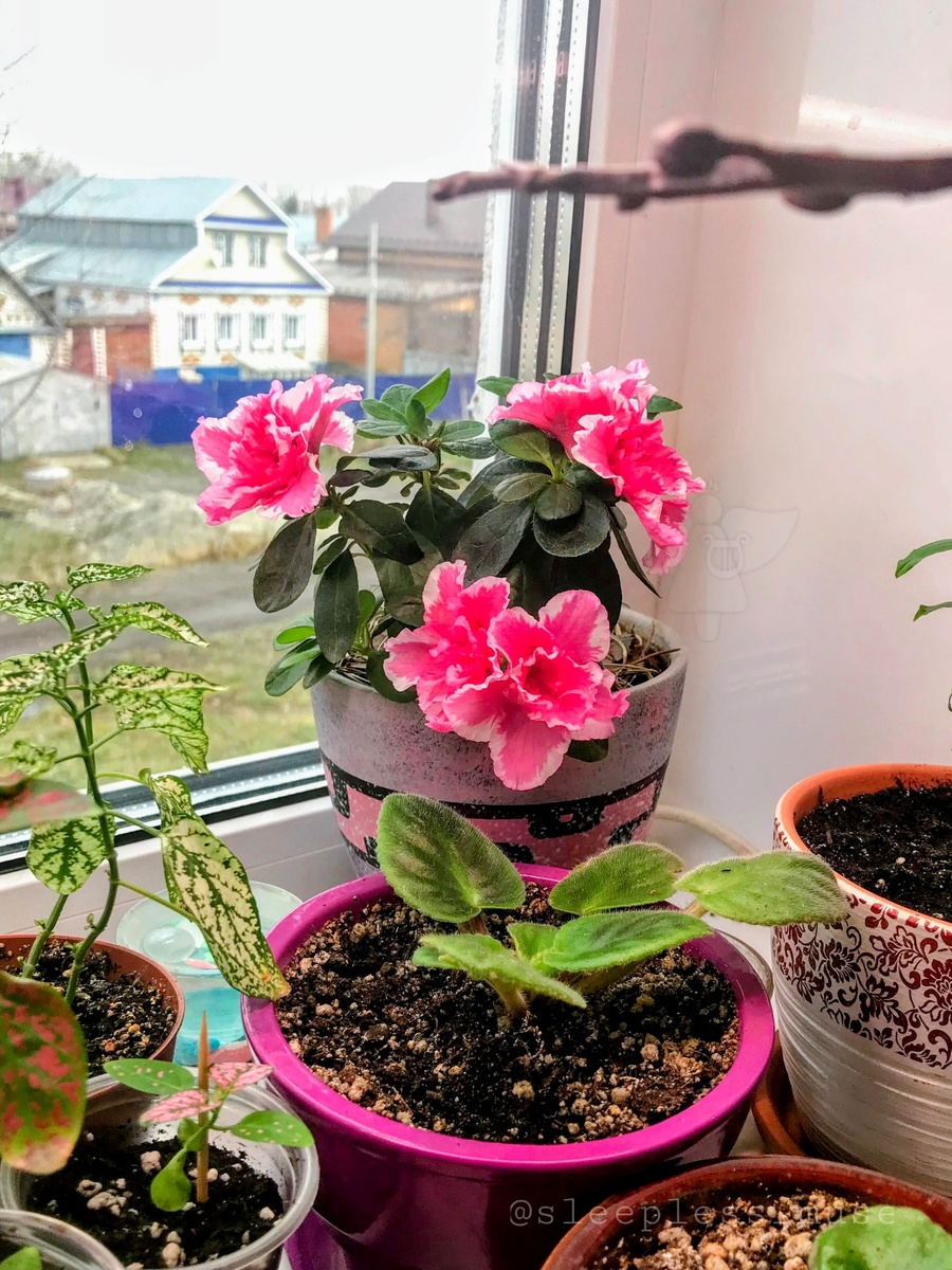 Азалия крошка. Сразу после покупки