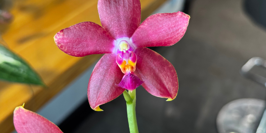 Фаленопсис Joy Blood Anaconda