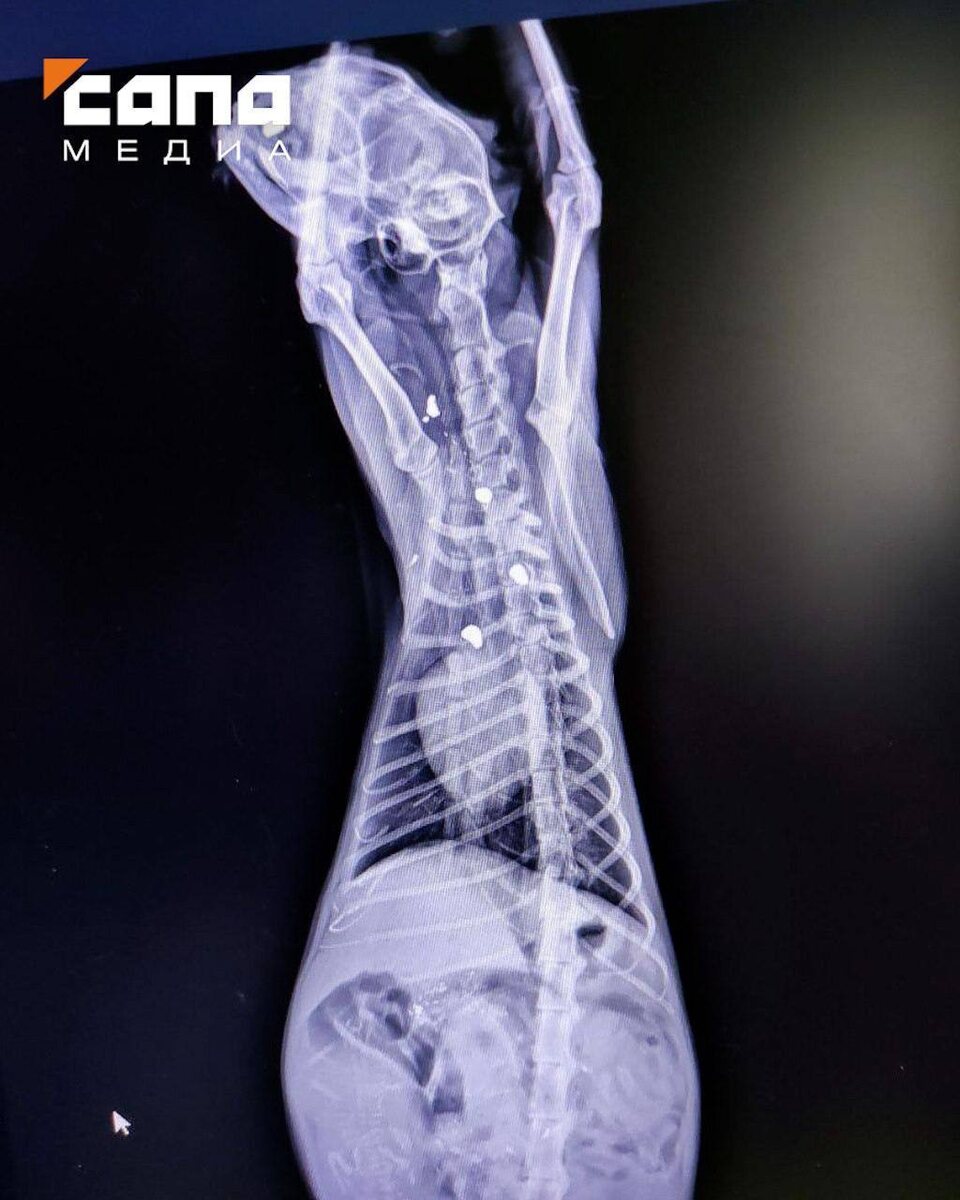 На рентгеновском снимке раненой кошки видны застрявшие пули