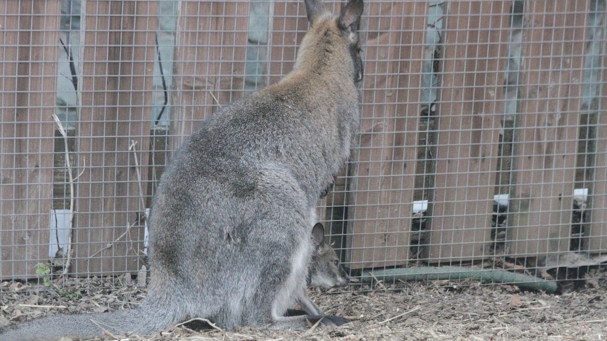     Источник: vk.com/club_udm_zoo