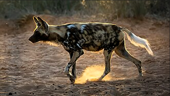 Африканская дикая собака