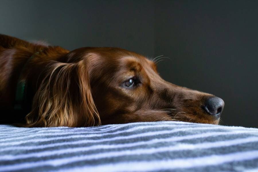 Фото: Ryan Stone / Unsplash.com