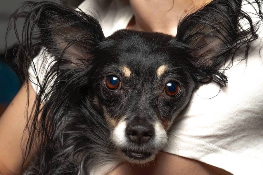 Фрея
Фото: личный архив