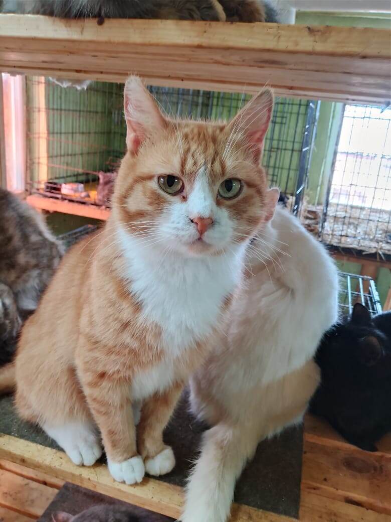 Котик Юра-сан тоже грустит! Ему нужен вкусный корм и персональный хозяин с диваном!