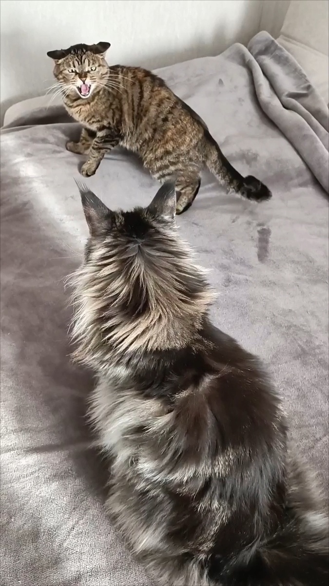 
Дык.. Здесь всё моё, комнаты, диваны и подоконники. Даже две теплицы 😠
Ну было твоё, станет моим. А теплицы можешь себе забрать, мне они не понравились. 